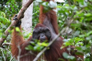 Orangután por Victor Ulijn