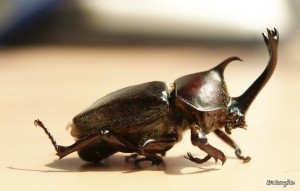 Escarabajo por Seongbin Im