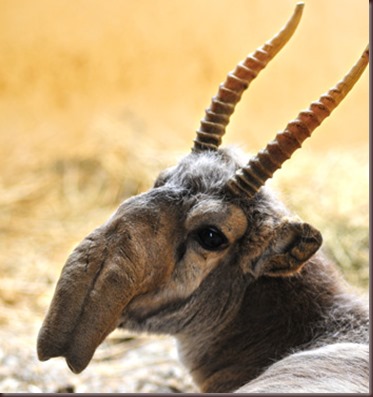 Saiga por Tech Uday
