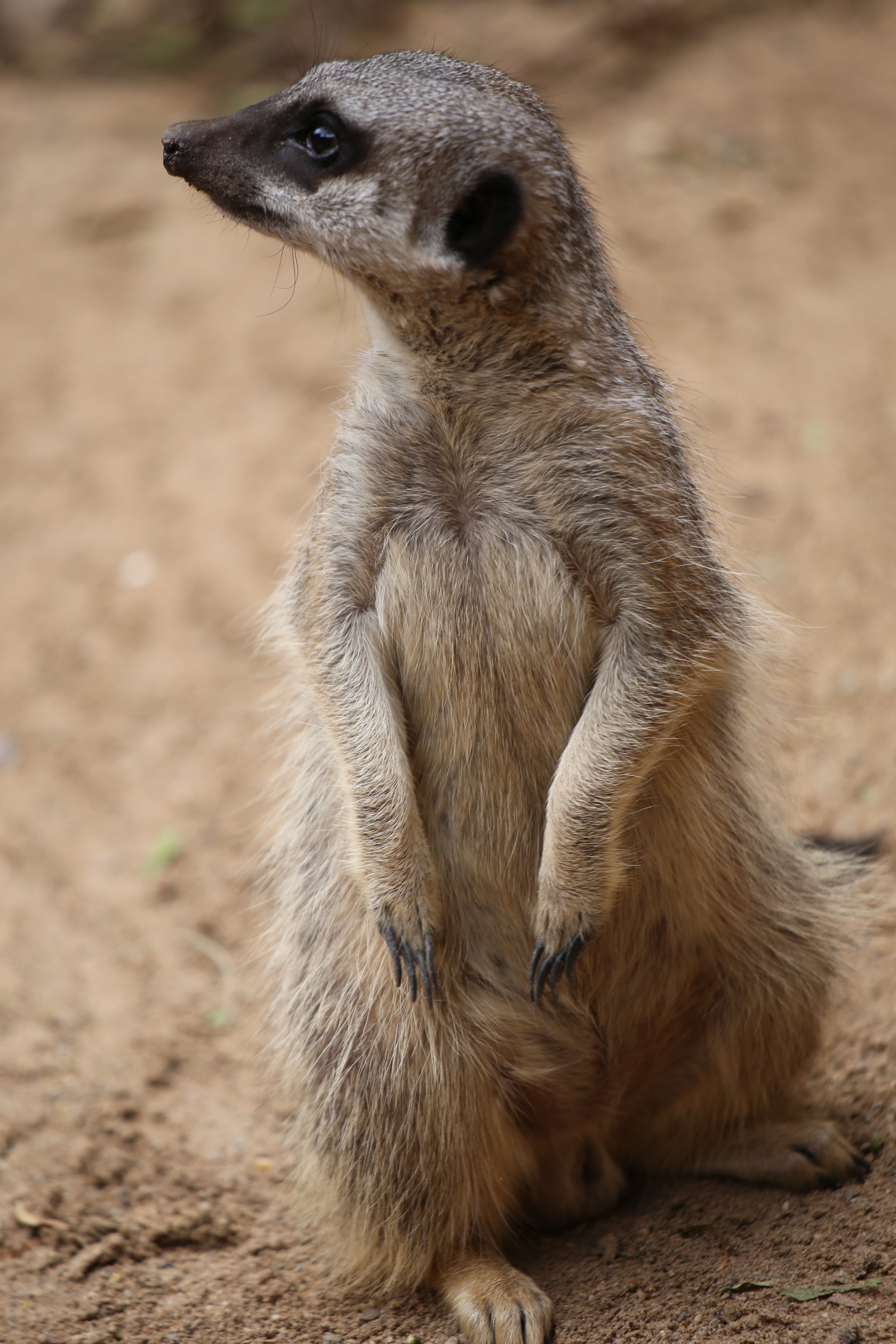 Suricata por Petaqui